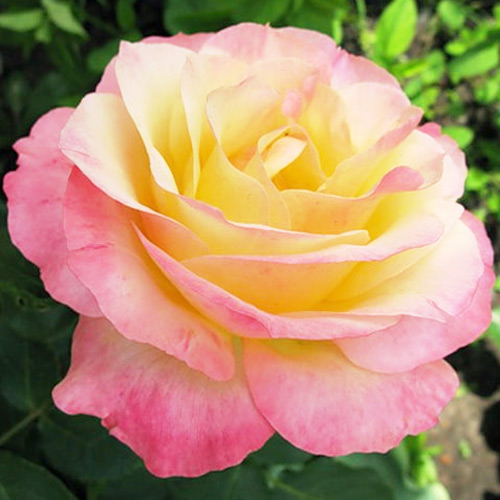Красивые картинки розы (220 фото)